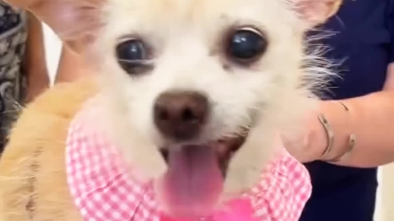 Adopting a dog