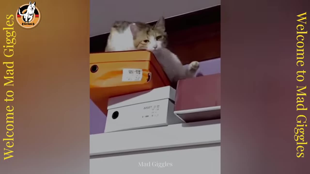 funniest-dogs---cats--2025-compilation--part-74---try-not-to-laugh