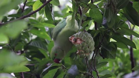 How is the parrot stealing and eating the dough?
