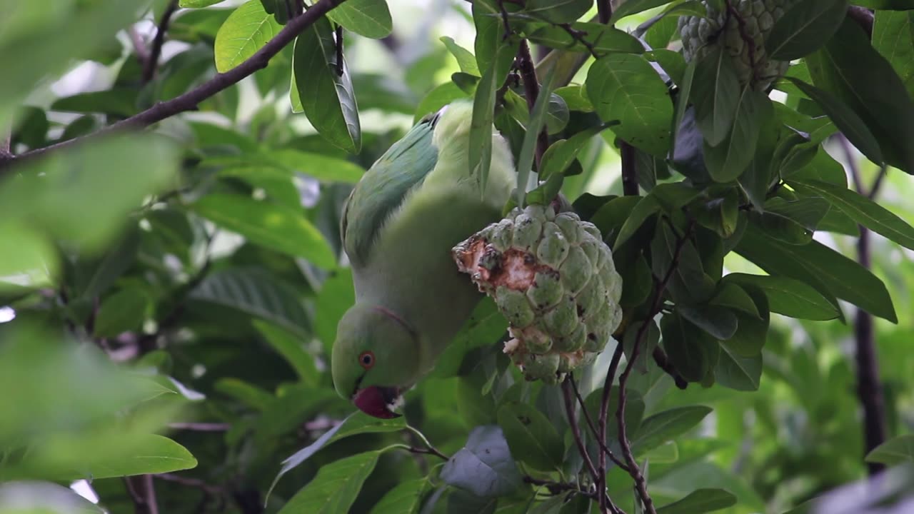 How is the parrot stealing and eating the dough?