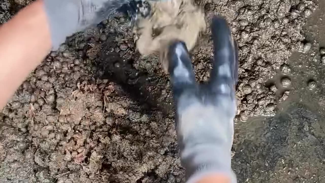 Kind man rescued a bunny