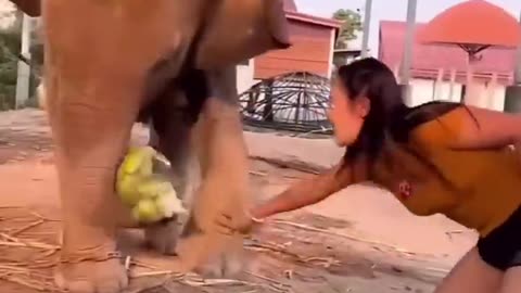 Stunning Animal World: Rare Footage, Cute Moments & Wild Attacks Caught on Camera! #animals