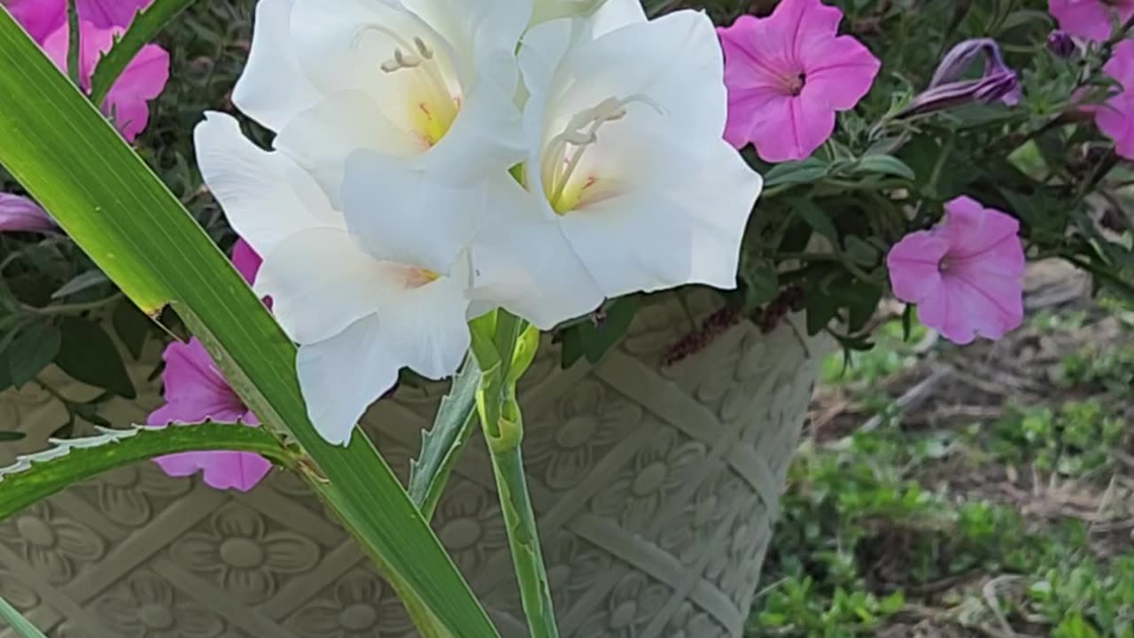 A white Gladiola meets a Sunset with a guest star at the very end