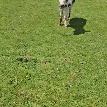 FUNNIEST Animal Videos of 2024