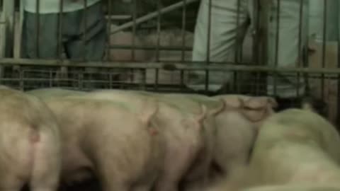 Have You ever heard of the Nipah Virus? Watch the 2011 movie "Contagion" for context