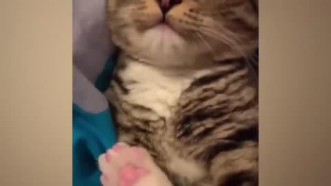 The Funniest Animals: New Hilarious Cat and Dog Videos