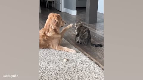 Kitten and Kitt