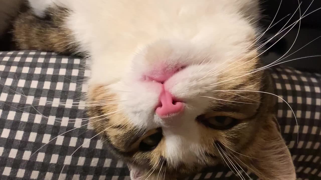 Upside-Down Cat Enjoys Woman's Piano Playing