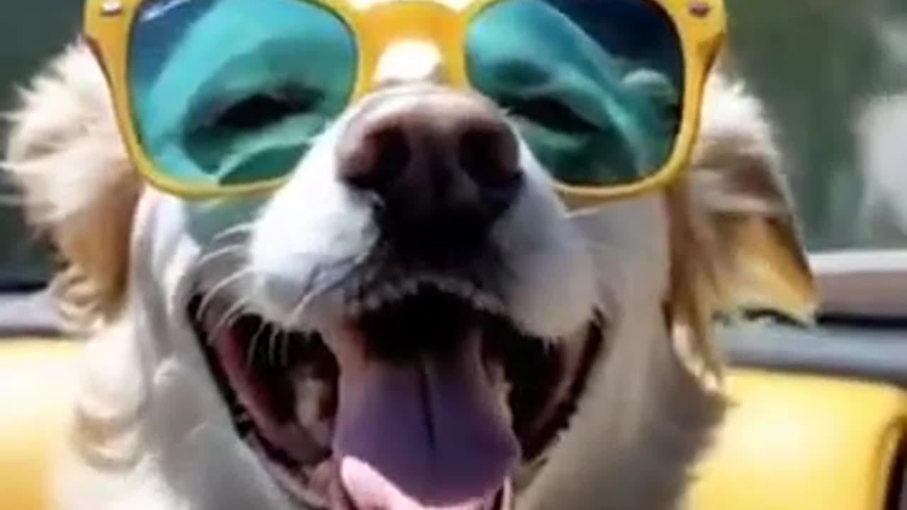 Pets with Heart Where Beauty Meets Loyalty