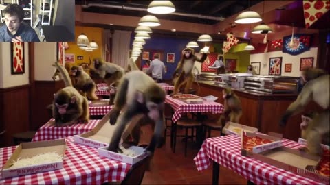 Outtake #1,089 Of Over 5 Monkeys Roam Around A Pizza Restaurant Fake Funny Parody Video