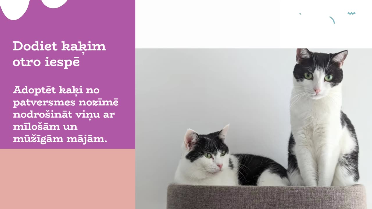 adoptēt kaķi