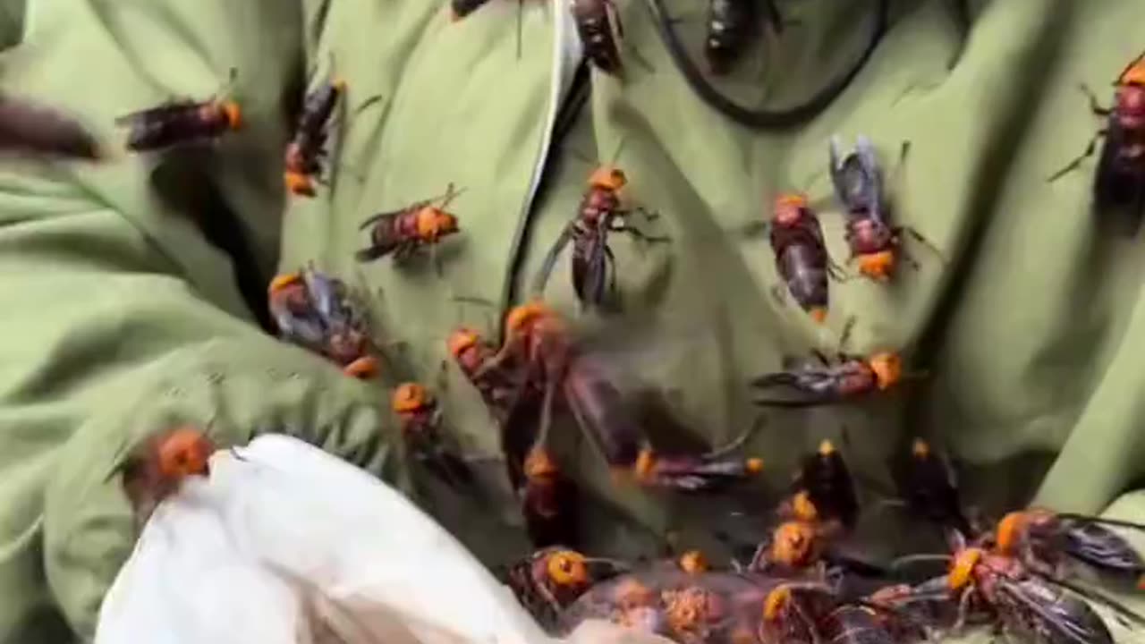 Real action scene shorts viral video