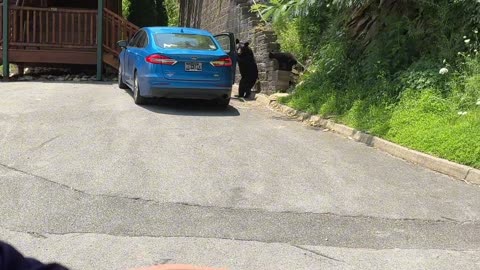 Bear Opens Car Door and Gets In