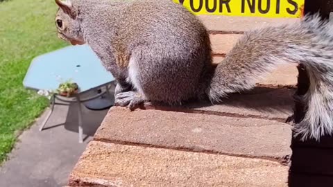 Mika The Squirrel's reaction when I'm petting her and happy July 4th 🎉🎊 everyone