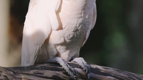 Animal