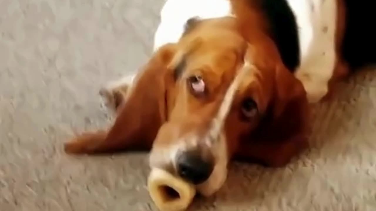 FUNNY ANIMAL COMPILATIONS - PART 70
