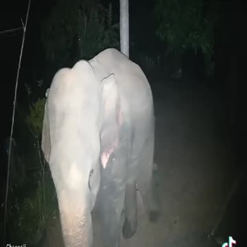 Elephants visiting villages at night.