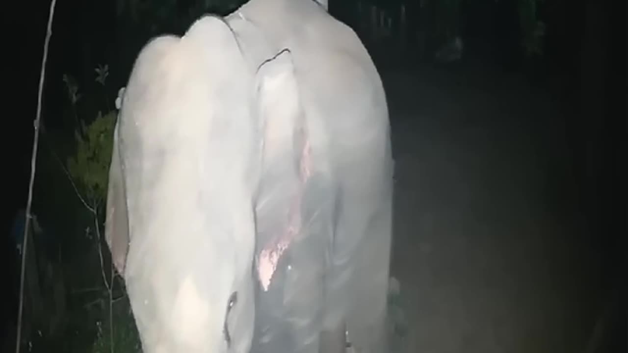 Elephants visiting villages at night.