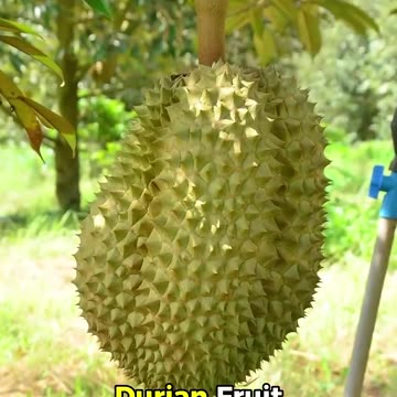 The Strangest Fruit in The World 🍈😱