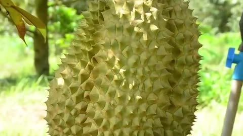 The Strangest Fruit in The World 🍈😱