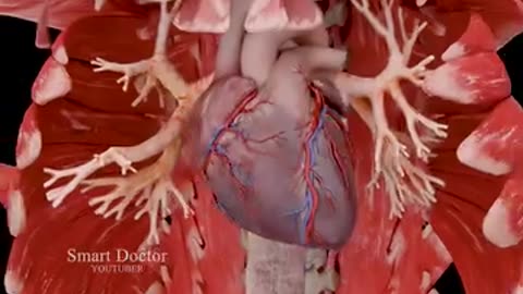 Our Incredible Anatomy