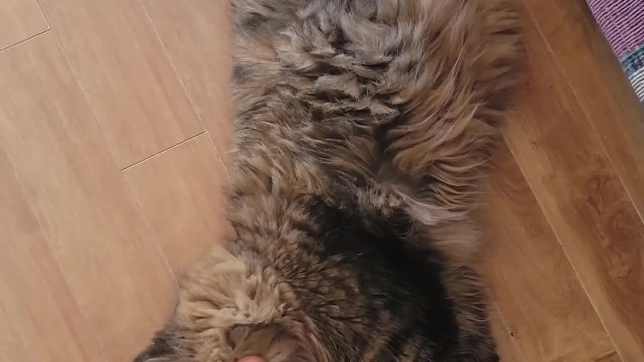 😂🐈 Cat's Weird Foot Obsession Will Crack You Up! | FunFM