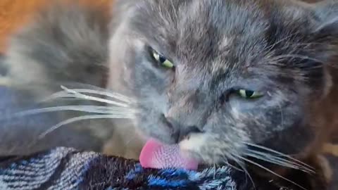 😂🐾 Mirin's Bathrobe Licking Spree! | FunFM
