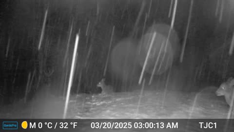 Two Young Deer Lying in the Snow