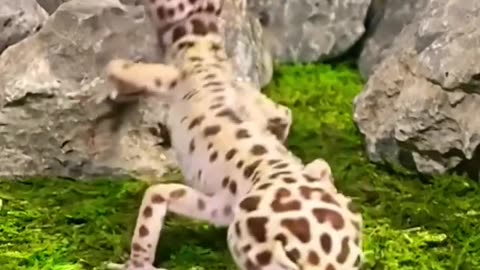 Owning a mini dinosaur