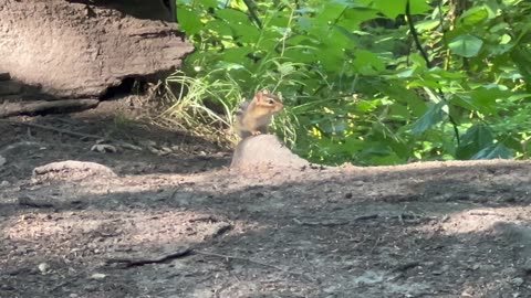 Chipmunk checking out the stranger in the area