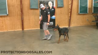 Doberman Tricks & Obedience