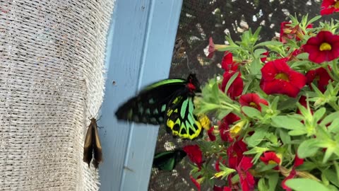 More Butterflies(Montage of Butterflies)