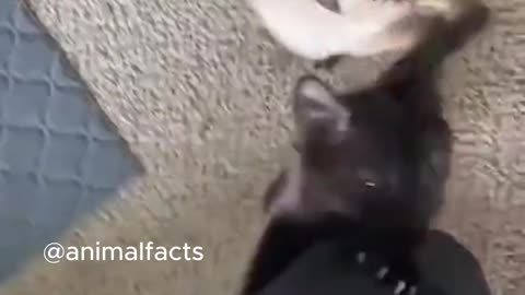Funny cat