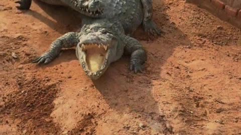 Crocodiles are afraid of shovels.