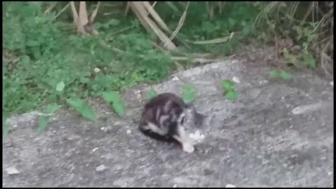Jamaican Cats [2023]
