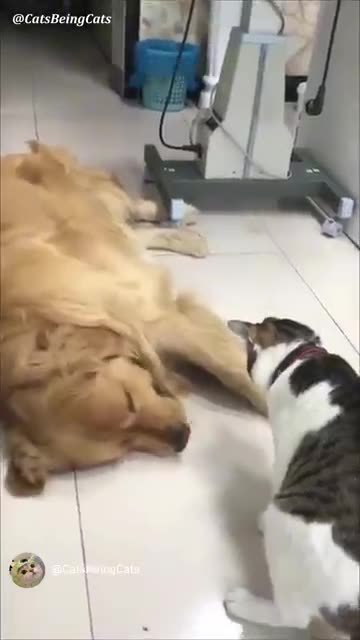 Cute dogs and cats