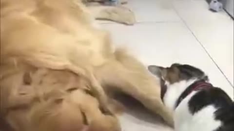 Cute dogs and cats