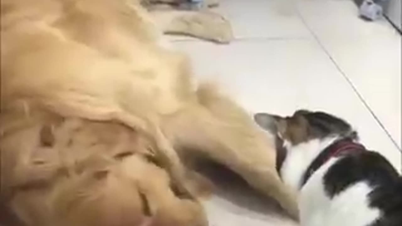 Cute dogs and cats