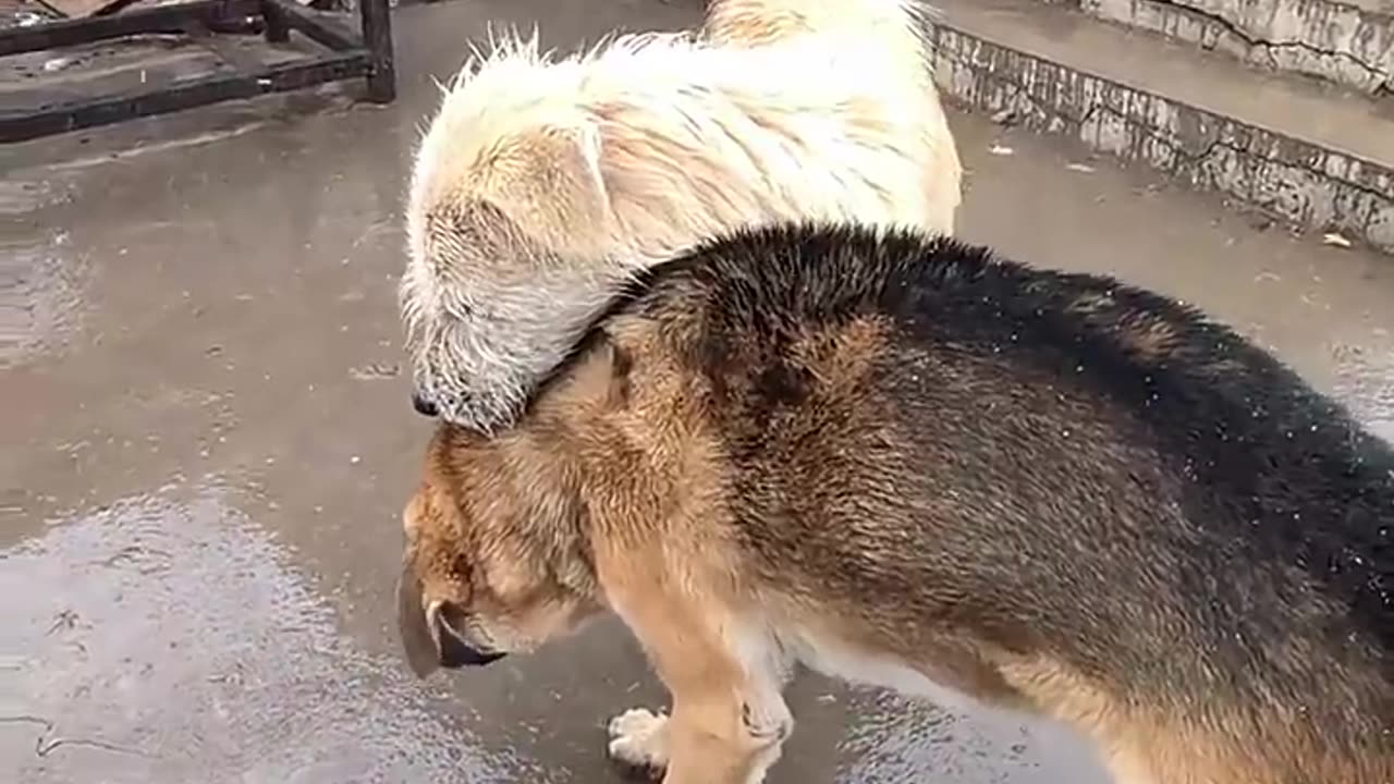 animals