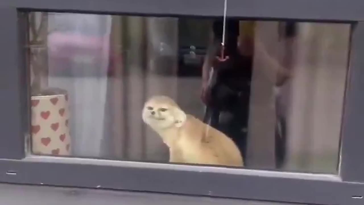 A fennec fox is happy to see its owner