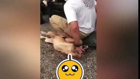 Funny Animals