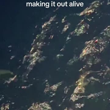 POV: Your coworker summons a shark army 💀🦈