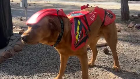 New Bike Is Running a Little Ruff