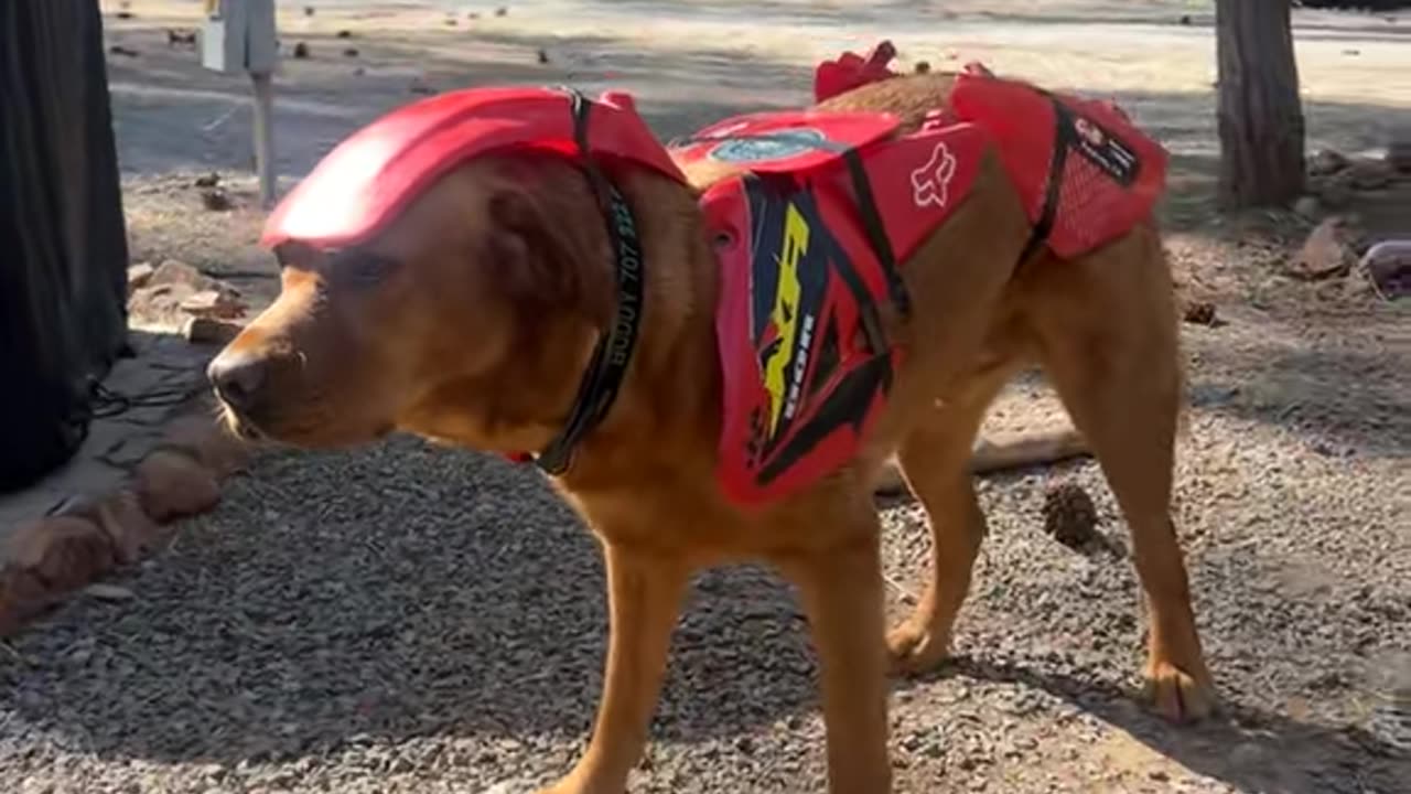New Bike Is Running a Little Ruff
