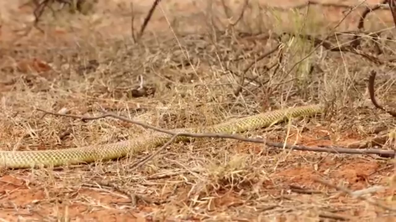 Snake discovery