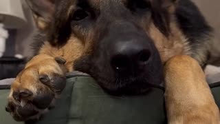🐶ྀི Dogs ... Definitely Man's (and Woman's) Best Friend ⋆˚🐾˖°