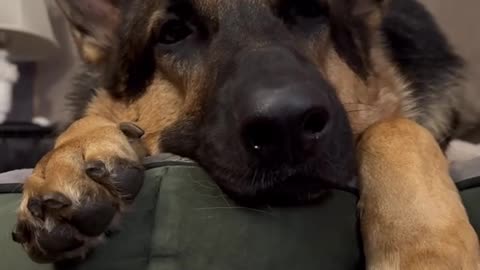 🐶ྀི Dogs ... Definitely Man's (and Woman's) Best Friend ⋆˚🐾˖°
