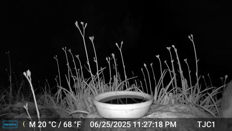 Raccoon Sniffing Camera