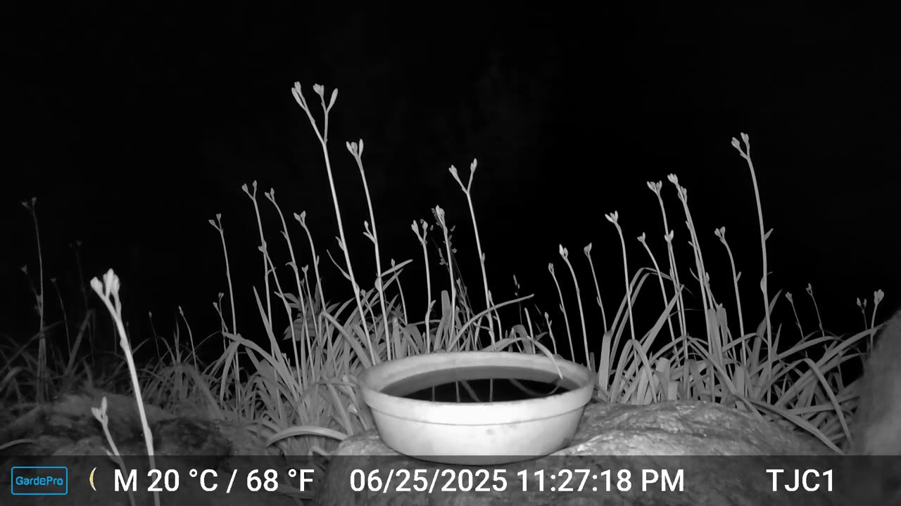 Raccoon Sniffing Camera