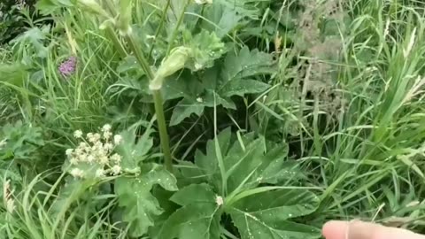 Plants blistering